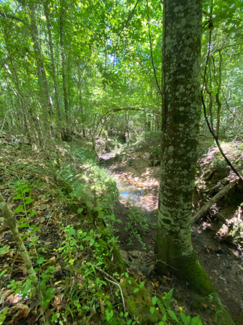 Property boundary view of 10.293 acre tract in Louisiana