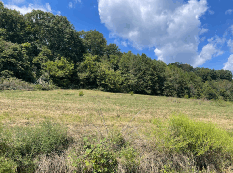 Wooded cleared land for sale - 100 acre lot in Giles County Tennessee photo 4