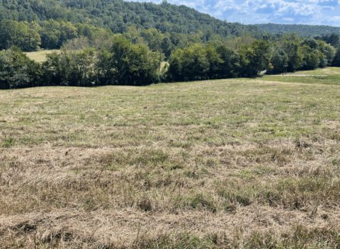 Wooded cleared land for sale - 100 acre lot in Giles County Tennessee photo 6
