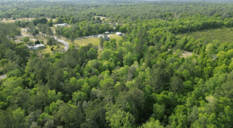Land features on 4 acre property in Gadsden County Florida - image 7 of 15