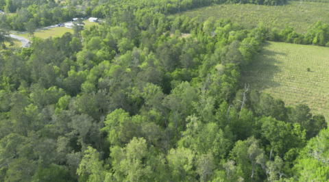 Land features on 4 acre property in Gadsden County Florida - image 9 of 15