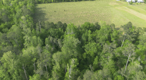 Land features on 4 acre property in Gadsden County Florida - image 10 of 15