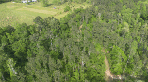 Terrain and landscape of 4 acre wooded land in Gadsden County Florida