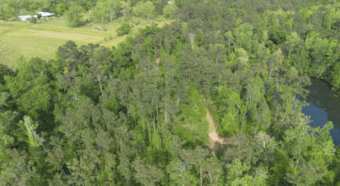 Terrain and landscape of 4 acre wooded land in Gadsden County Florida