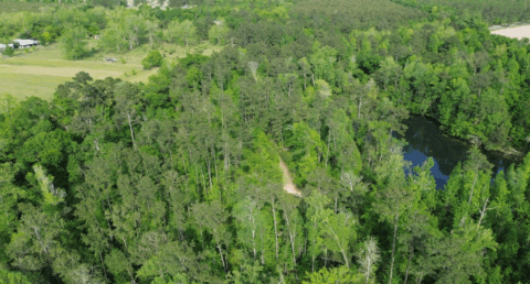 Terrain and landscape of 4 acre wooded land in Gadsden County Florida