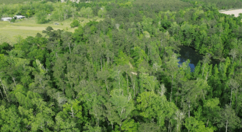 Terrain and landscape of 4 acre wooded land in Gadsden County Florida