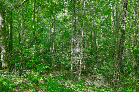 2.7 acre rural property in Caldwell County North Carolina - view 18