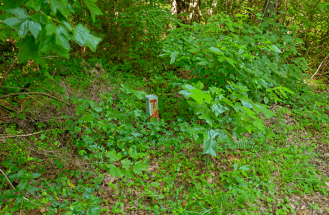 Terrain and landscape of 2.7 acre wooded land in Caldwell County North Carolina