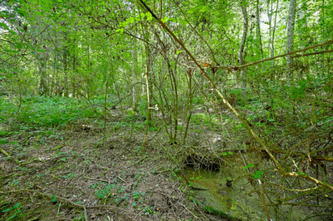 2.7 acre rural property in Caldwell County North Carolina - view 17