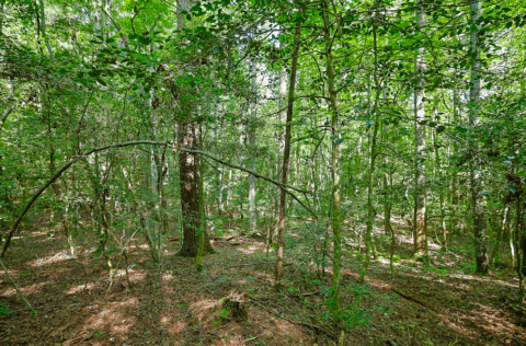 2.7 acre rural property in Caldwell County North Carolina - view 20