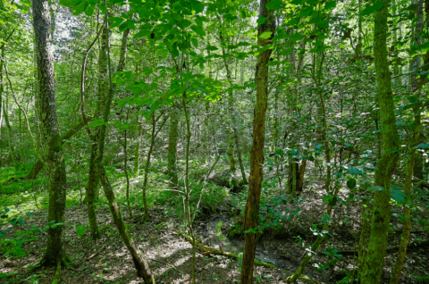 2.7 acre land for sale in Caldwell County North Carolina - gallery photo 23 of 28