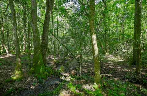 2.7 acre land for sale in Caldwell County North Carolina - gallery photo 24 of 28