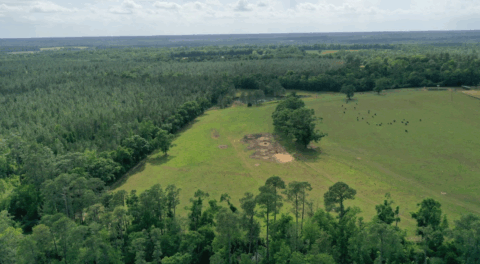 Terrain and landscape of 15 acre cleared flat land in Florida