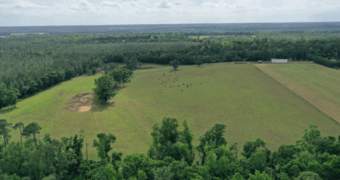 Terrain and landscape of 15 acre cleared flat land in Florida