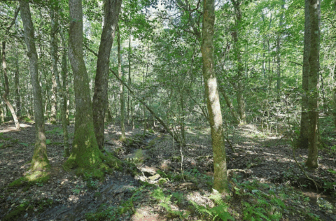 Land features on 2.7 acre property in Caldwell County North Carolina - image 9 of 28