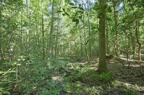 Land features on 2.7 acre property in Caldwell County North Carolina - image 10 of 28