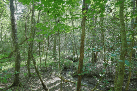 2.7 acre rural property in Caldwell County North Carolina - view 19