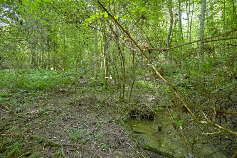 Land features on 2.7 acre property in Caldwell County North Carolina - image 8 of 28