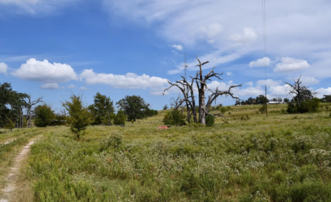 34.9 acre rural property in Freestone County Texas - view 17