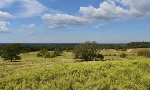 34.9 acre rural property in Freestone County Texas - view 16