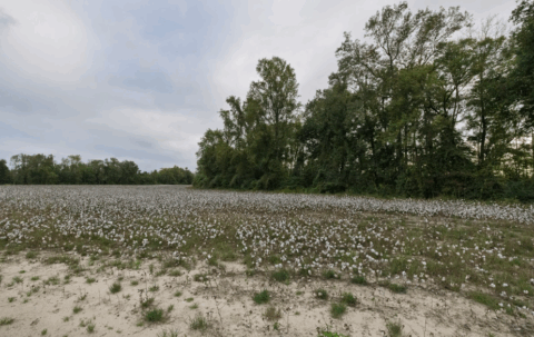 143.2 acre rural property in Onslow County North Carolina - view 17