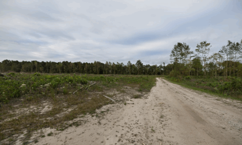 143.2 acre rural property in Onslow County North Carolina - view 18