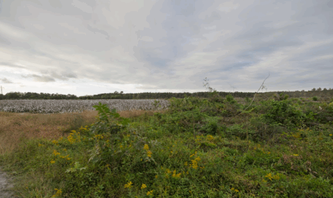 143.2 acre rural property in Onslow County North Carolina - view 19