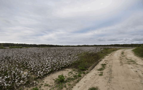 143.2 acre rural property in Onslow County North Carolina - view 20