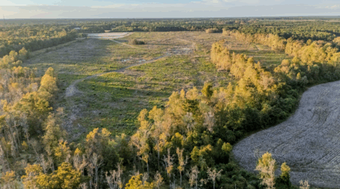 143.2 acre land for sale in Onslow County North Carolina - gallery photo 21 of 24