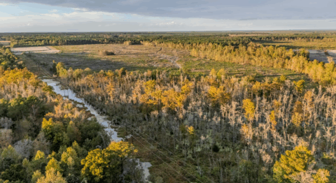 143.2 acre land for sale in Onslow County North Carolina - gallery photo 22 of 24