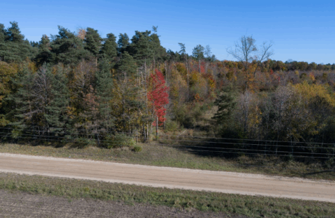 28 acre rural property in Montcalm County Michigan - view 20