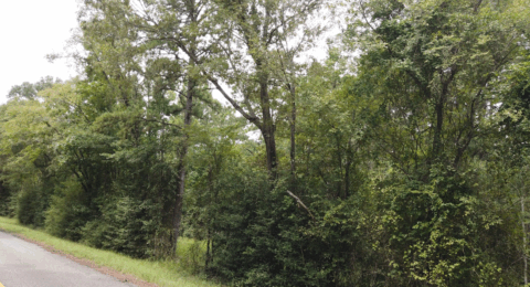 Unrestricted wooded land for sale - 14 acre lot in Texas photo 5