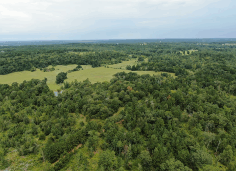 Terrain and landscape of 14 acre unrestricted wooded land in Texas