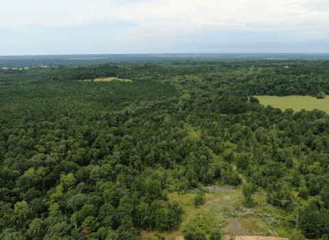 Terrain and landscape of 14 acre unrestricted wooded land in Texas