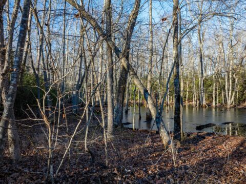 Terrain and landscape of 291 acre unrestricted wooded land in Warren County Tennessee