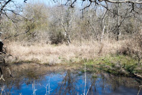 Unrestricted wooded land for sale - 6 acre lot in Milam County Texas photo 6