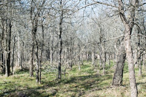 Land features on 6 acre property in Milam County Texas - image 8 of 26