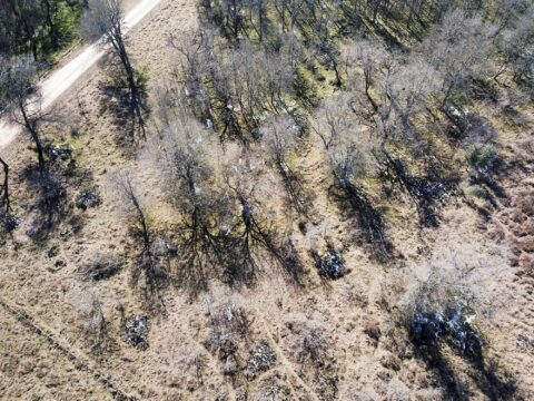 Terrain and landscape of 6 acre unrestricted wooded land in Milam County Texas