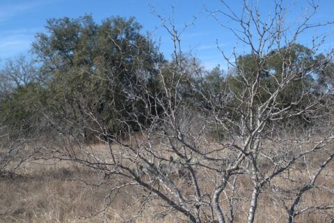 6 acre land for sale in Milam County Texas - gallery photo 24 of 26