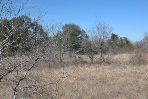 6 acre land for sale in Milam County Texas - gallery photo 25 of 26